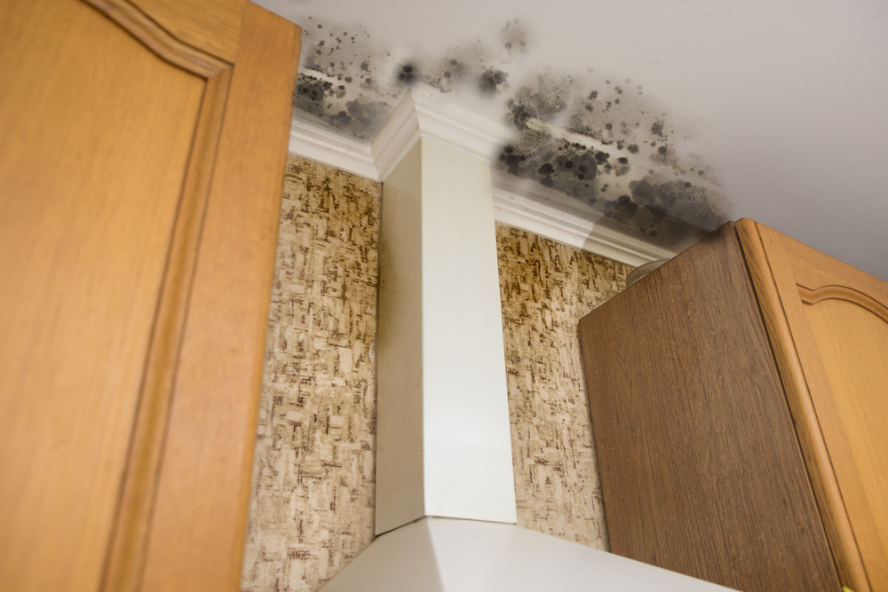 A National Disgrace: Mold at Keesler AFB Housing