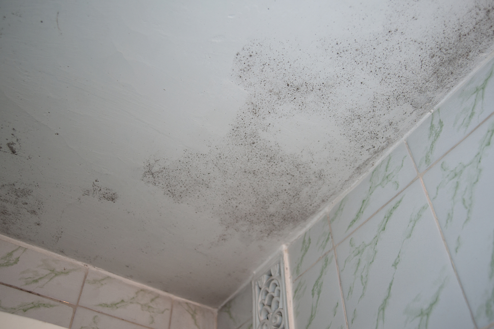 Angie’s List: What to do About Mold in Your Home