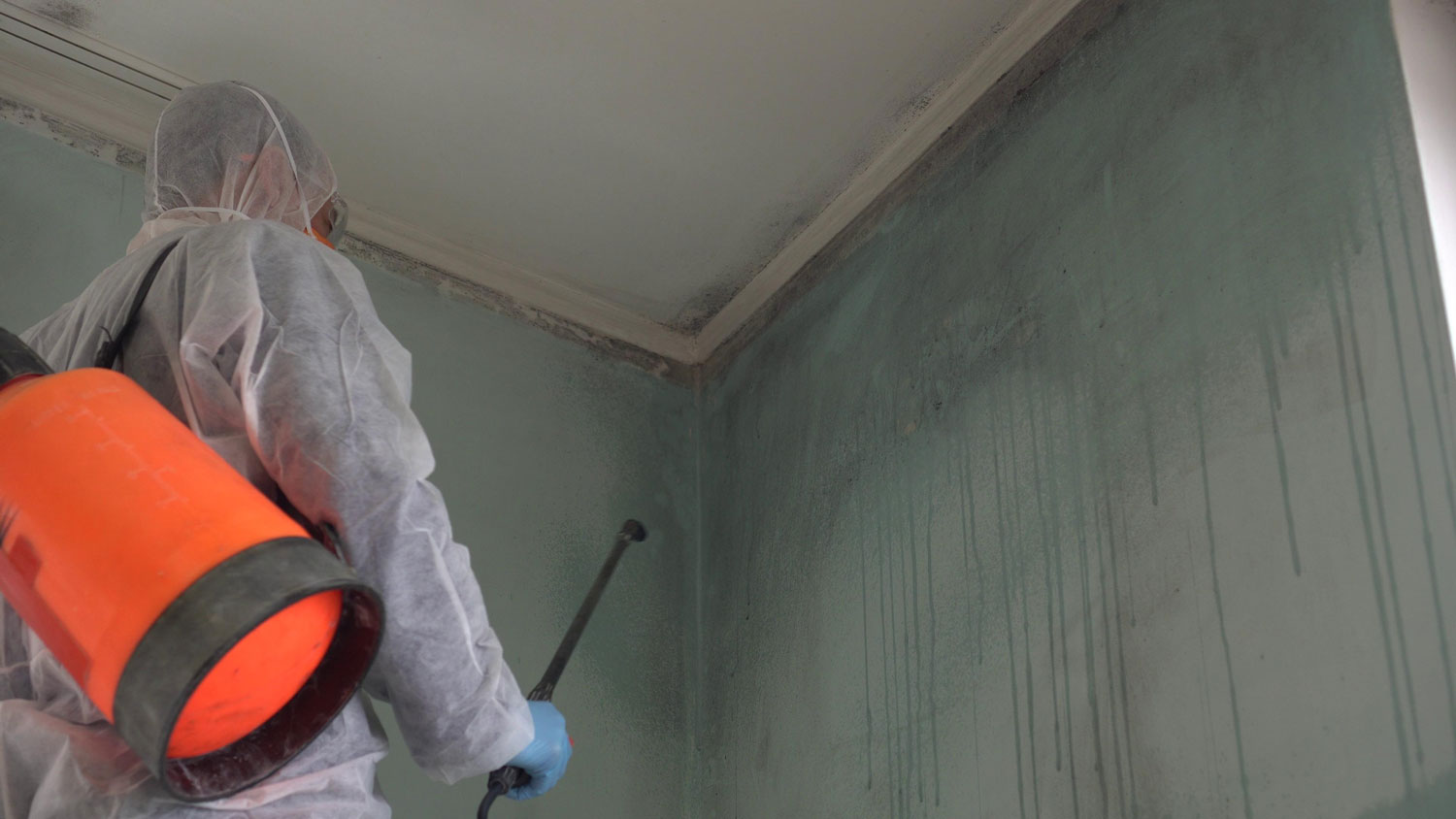 Mold Remediation Costs