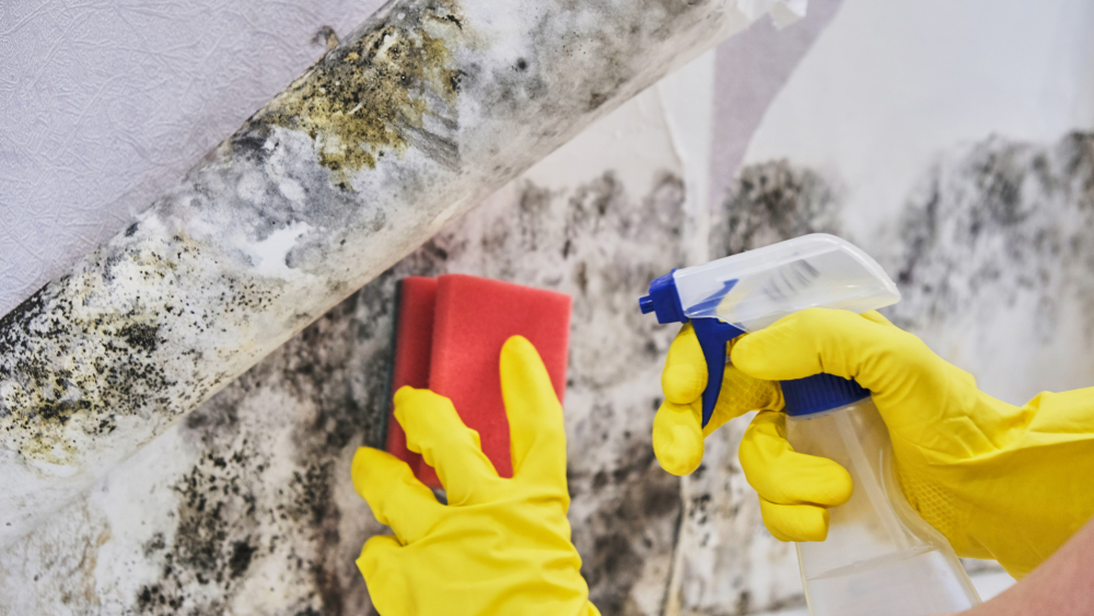 New Jersey State Senator Proposes Bill on Rules for Mold Removal