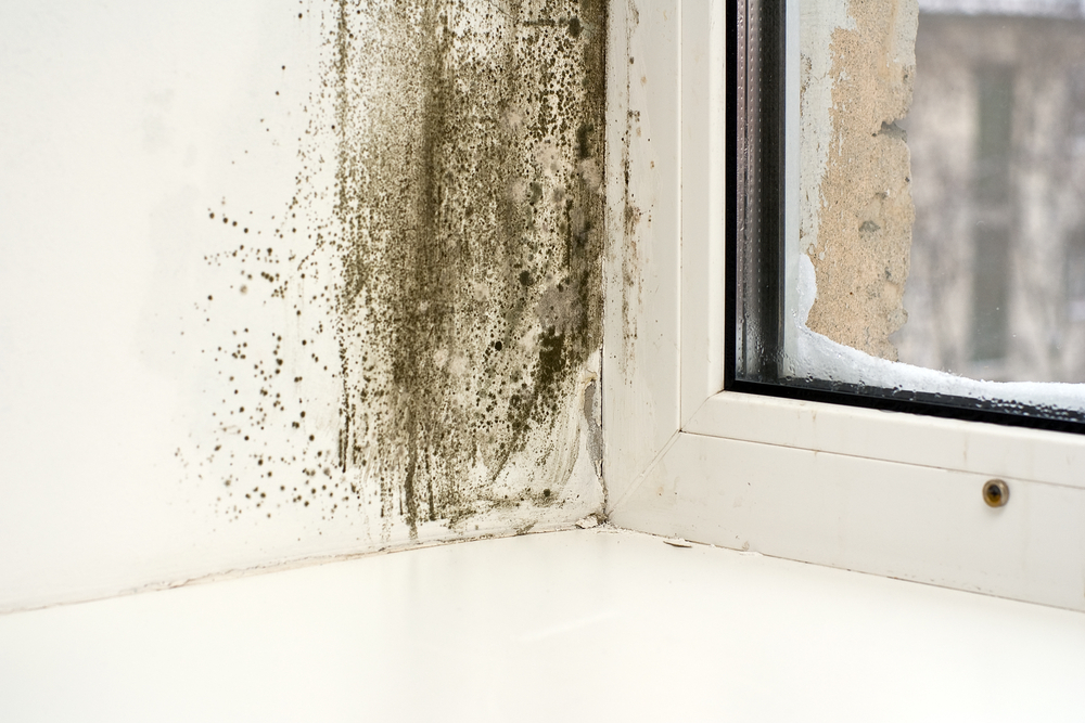Tenants With a Mold Problem Told They Could Pack Up & Leave