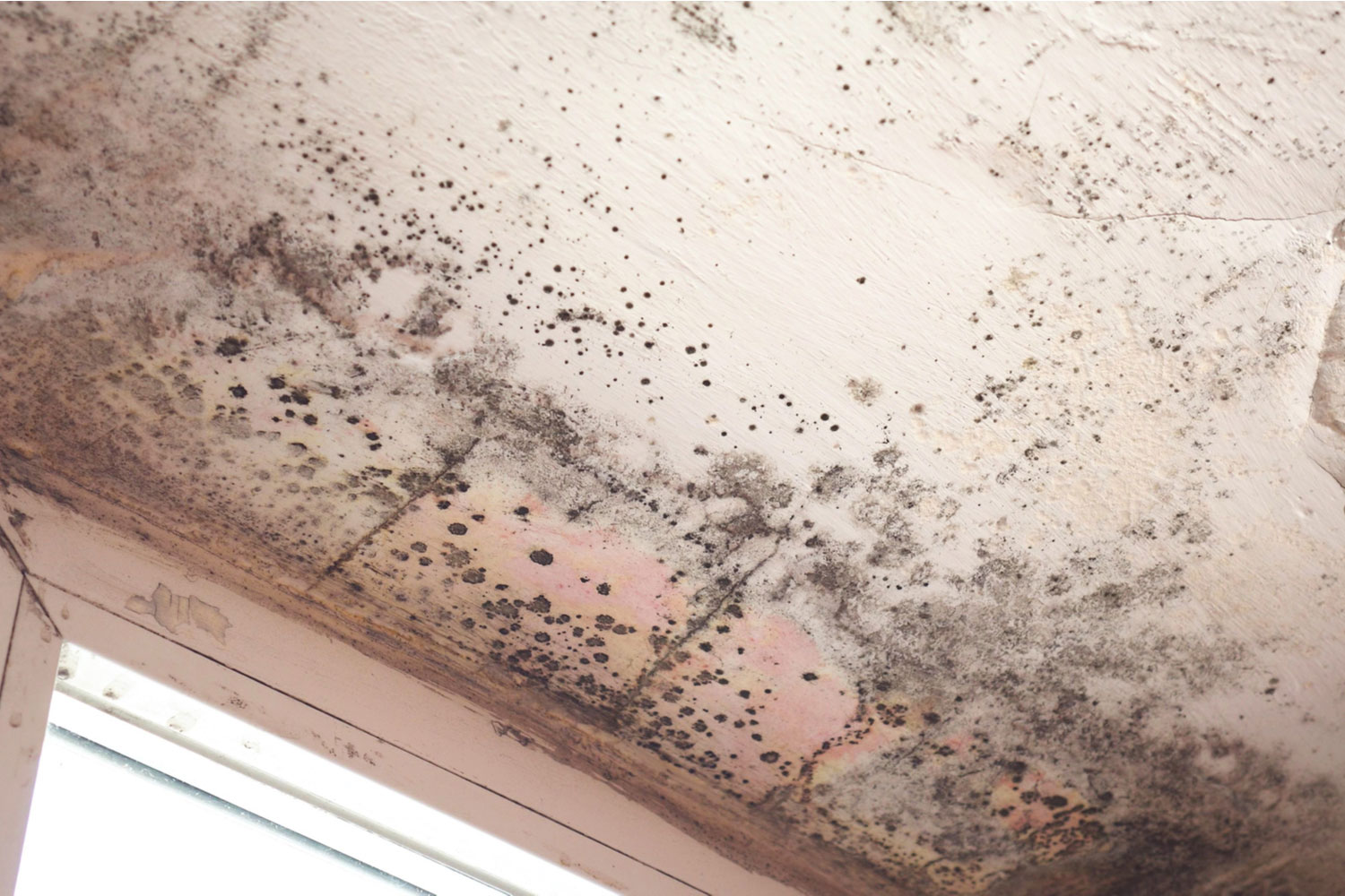 Basement Mold Removal and Prevention
