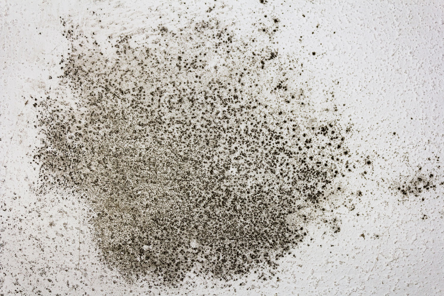 Black Mold: Symptoms, Testing, Removal and Prevention