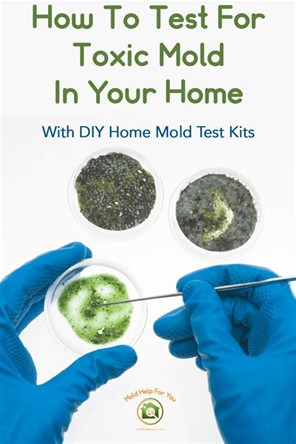 DIY Home Mold Test Kit Review 