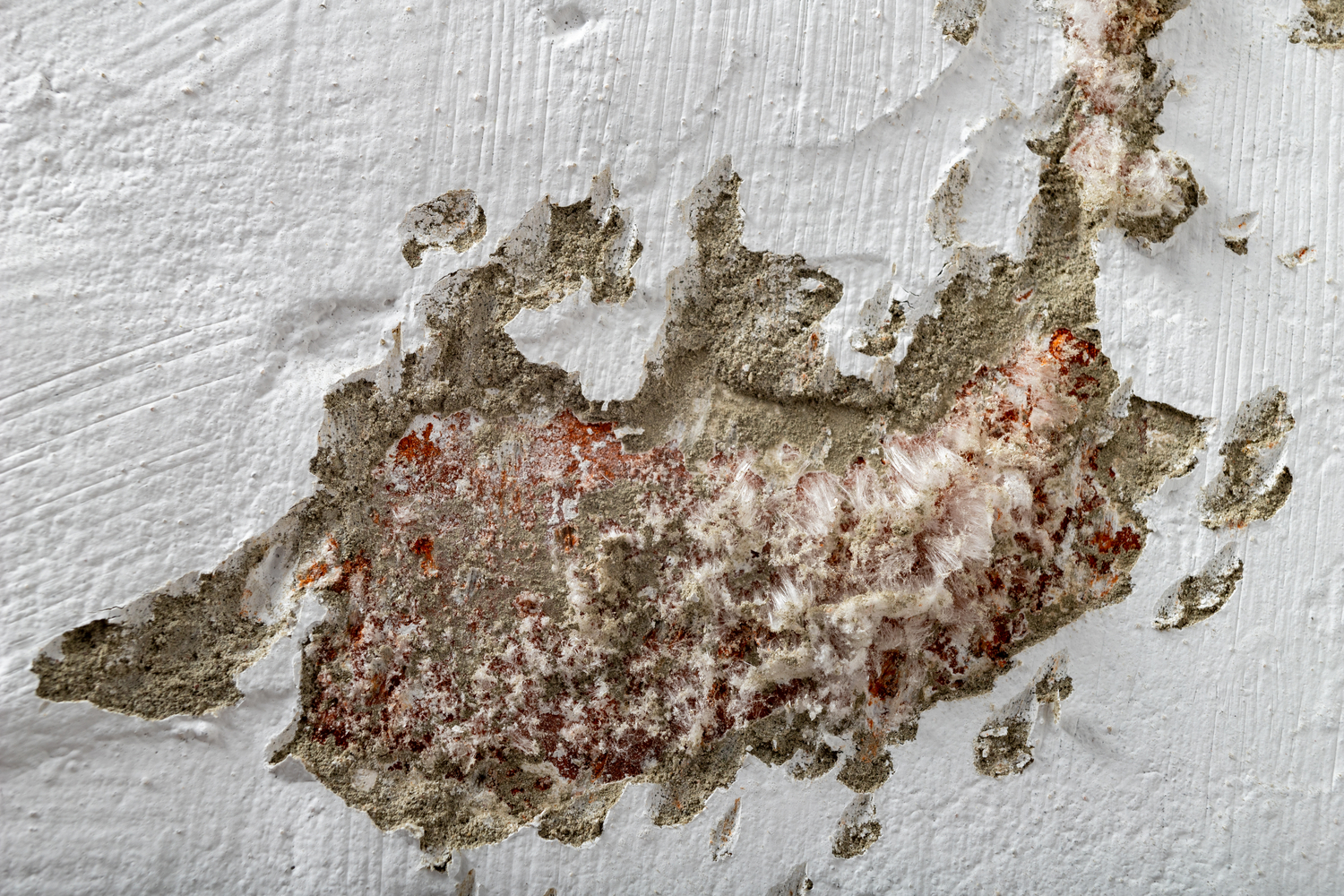 How to Get Mold Out of Carpet - Water Mold Fire Restoration