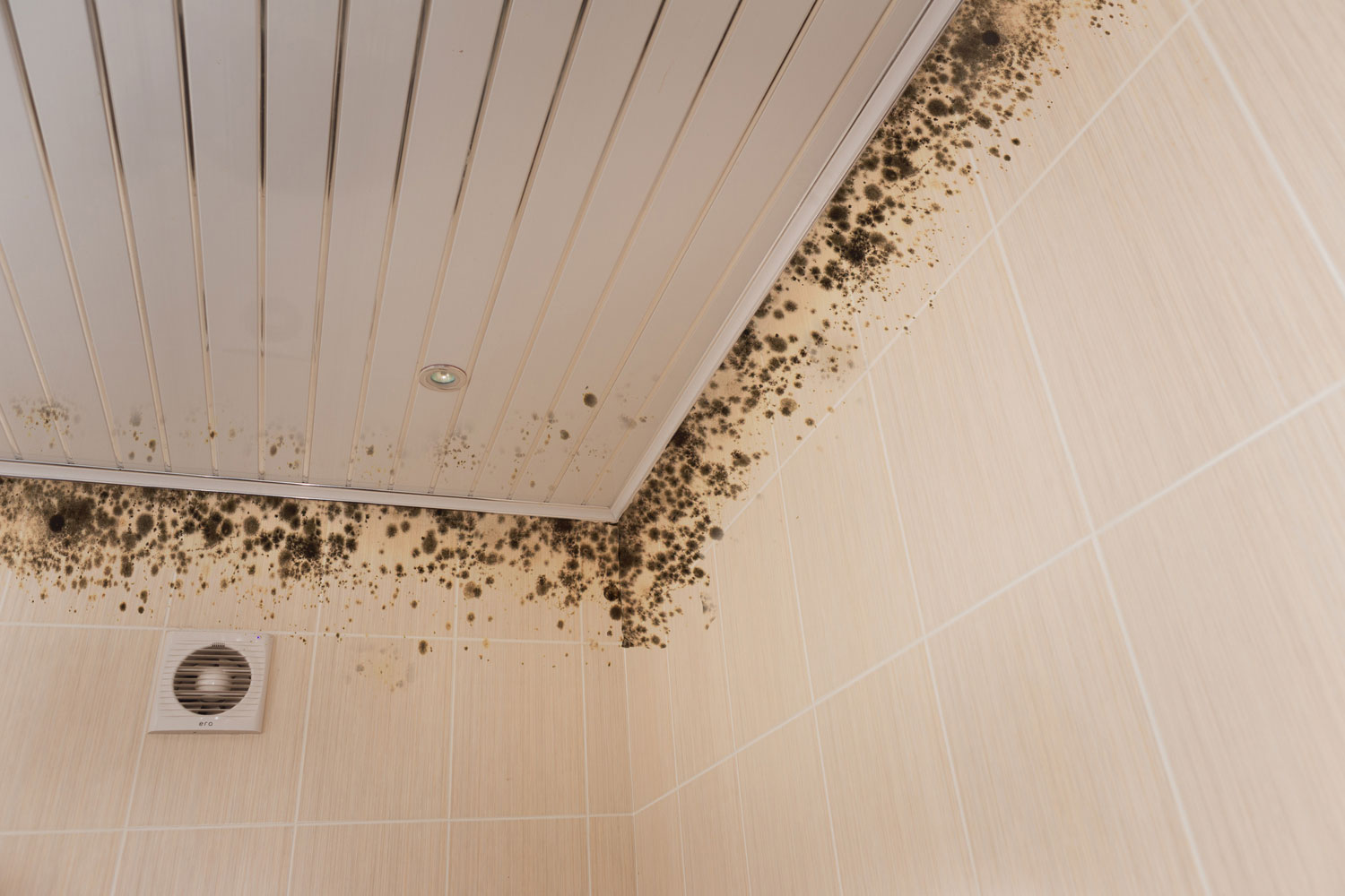 How to Remove Mold in Your Shower