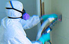 Mold Removal