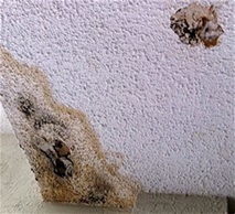 Mold On Popcorn Ceilings Water