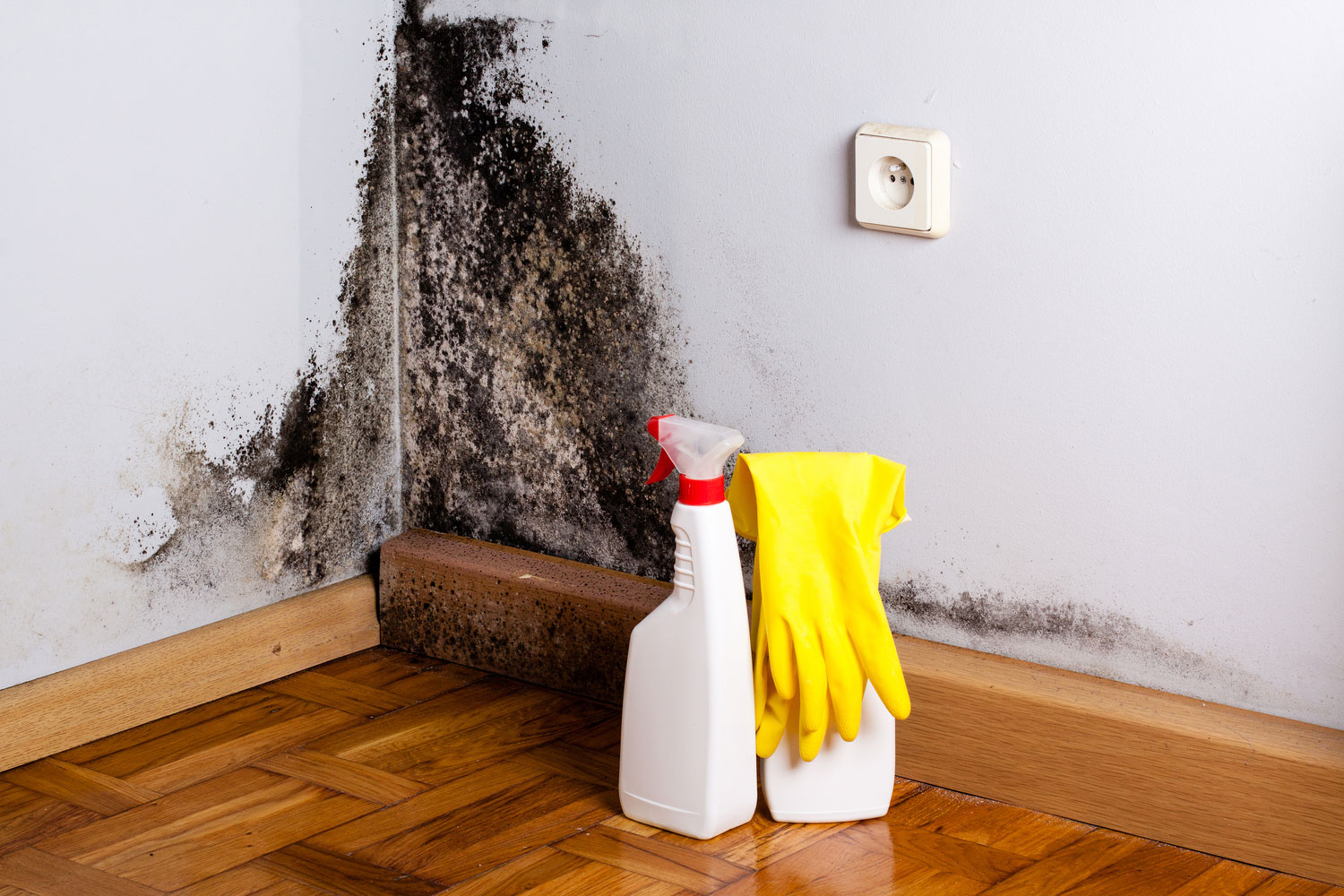Mold vs. Mildew: What Is the Difference?
