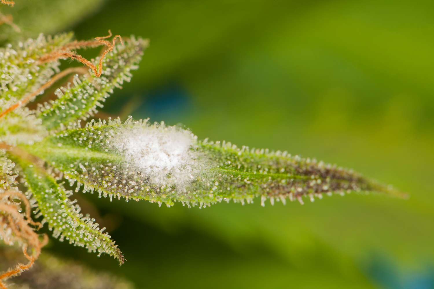 Moldy Marijuana