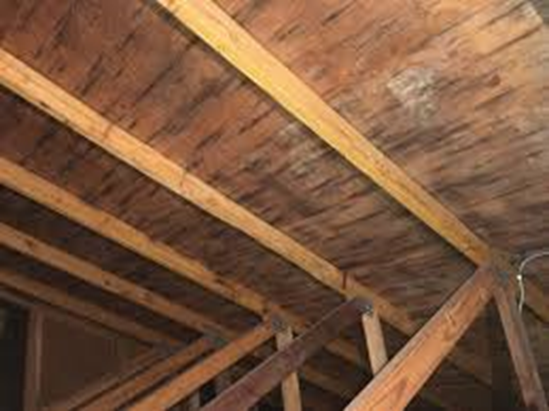 Attic Mold Removal and Prevention