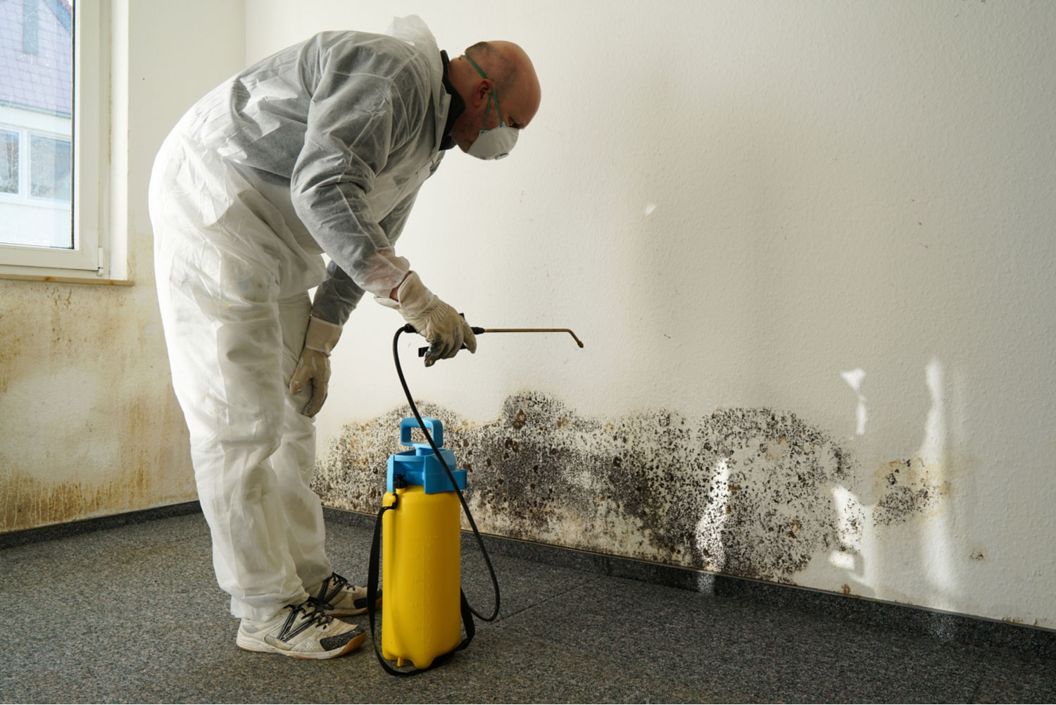 What to Do if You Find Mold on Walls